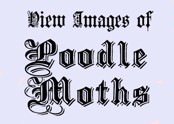 poodle moth Front